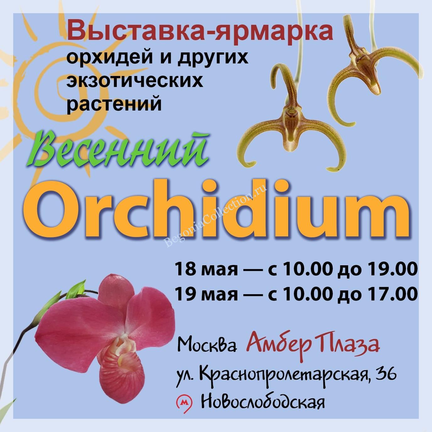 Выставка ОРХИДИУМ-2024-весна 18-19 мая 2024 | BEGONIA Collection (Коллекция  БЕГОНИЙ)