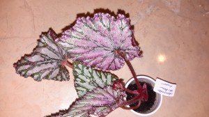 My Begonias