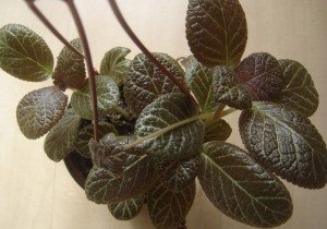 episcia Thad's Persian Tapestry