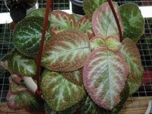 episcia Unpredictable Valley