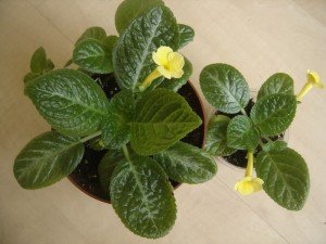 episcia Yellow Mist