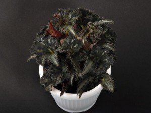Loking for Begonias